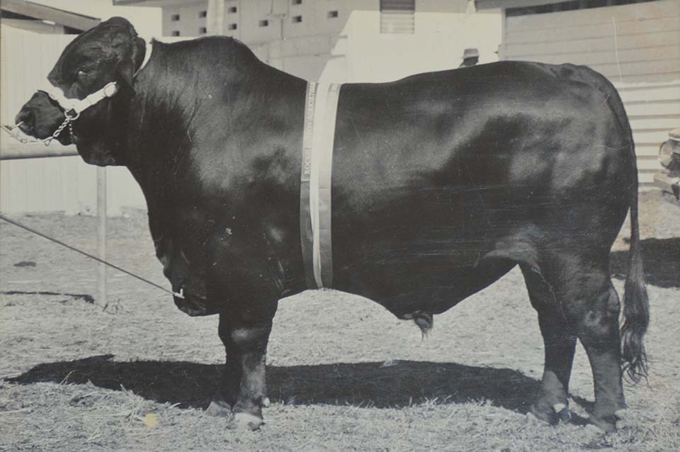 Punchagin Eclipse 1982. Belview foundation sire