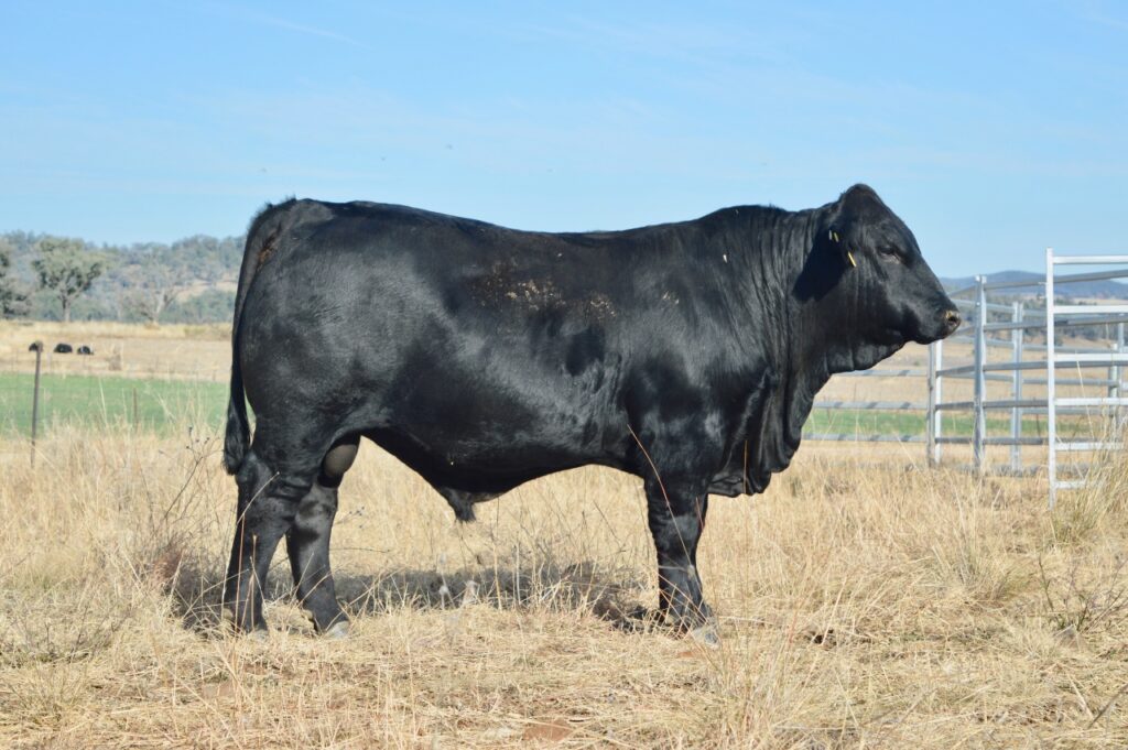 Lot 27 Belview Thor T036 $74 000