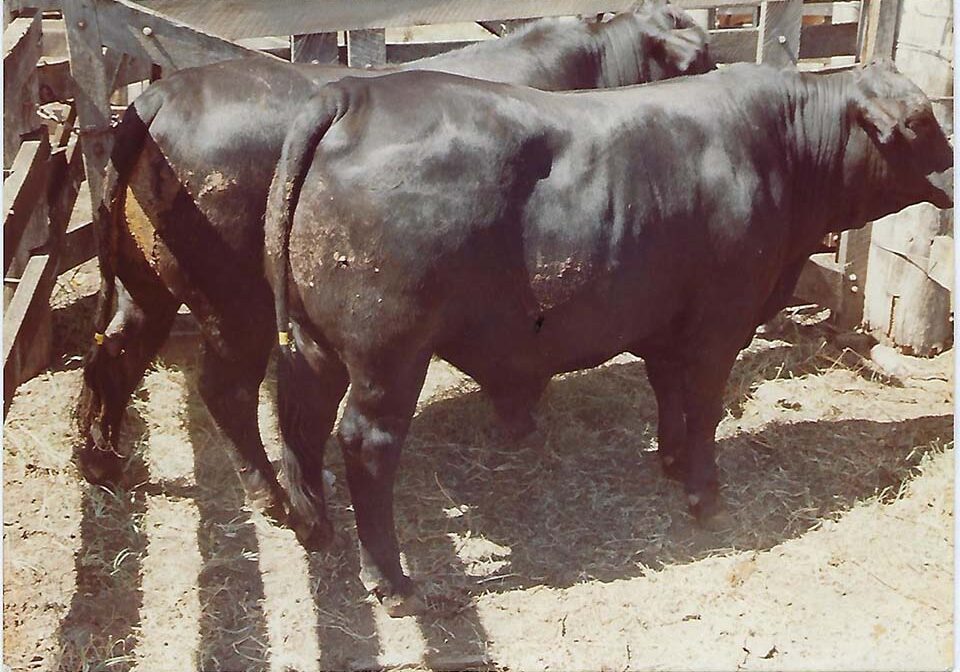 Champion Pair of Steers, Kyogle Fat Cattle Show 1983