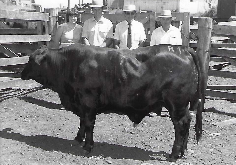 Champion Beast of the Kyogle Fat Cattle Show 1983