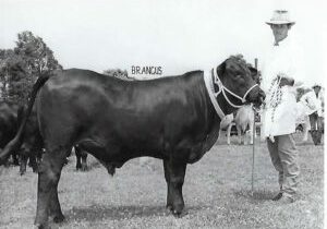 1986 Champion Interbreed Steer Kyogle Show
