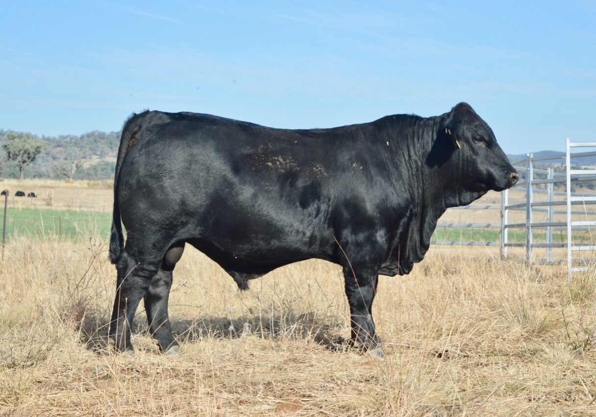 2023 Lot 27 Belview Thor T036 $74 000